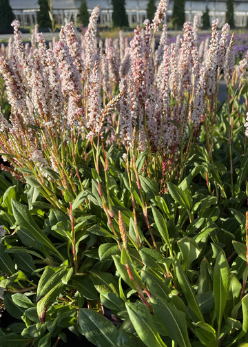 Persicaria affinis 